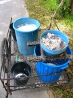 rubber collected in pails.JPG (91 KB)